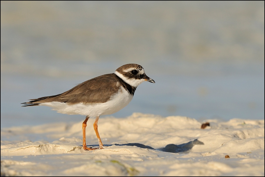  Sieweczka obrożna Ptaki zanzibar Nikon D300 Sigma APO 500mm f/4.5 DG/HSM Tanzania 0 ptak fauna dziób dzikiej przyrody shorebird charadriiformes pióro ptak morski wodny ptak frajer