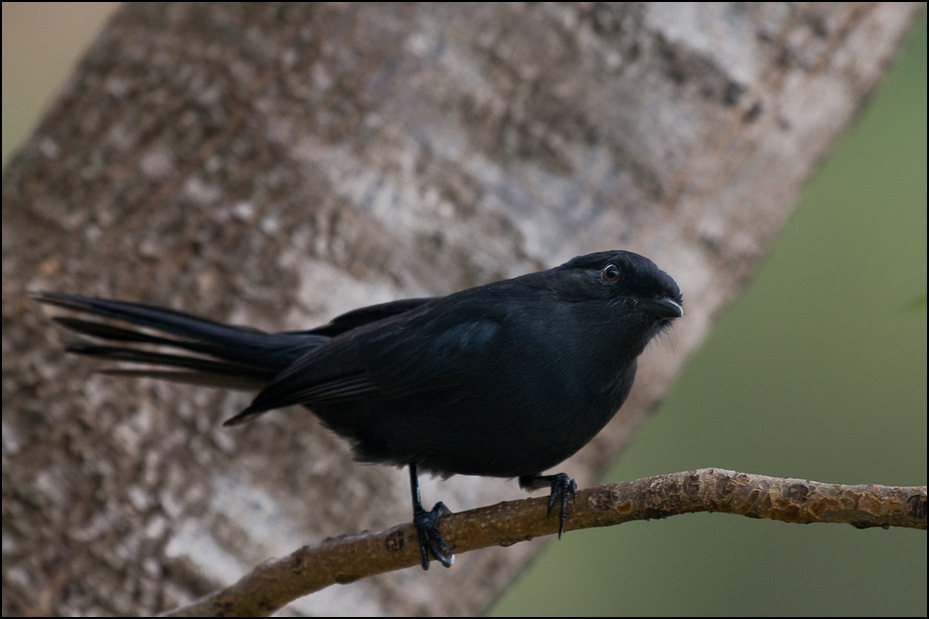  Mucharka lśniąca Ptaki Nikon D300 Sigma APO 500mm f/4.5 DG/HSM Kenia 0 ptak fauna dziób pióro flycatcher starego świata skrzydło kos Emberizidae organizm dzikiej przyrody