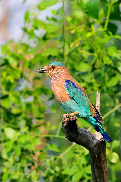  Kraska indyjska Ptaki Nikon D300 Sigma APO 500mm f/4.5 DG/HSM Indie 0 ptak dziób fauna ekosystem dzikiej przyrody wałek flycatcher starego świata organizm gałąź cuculiformes