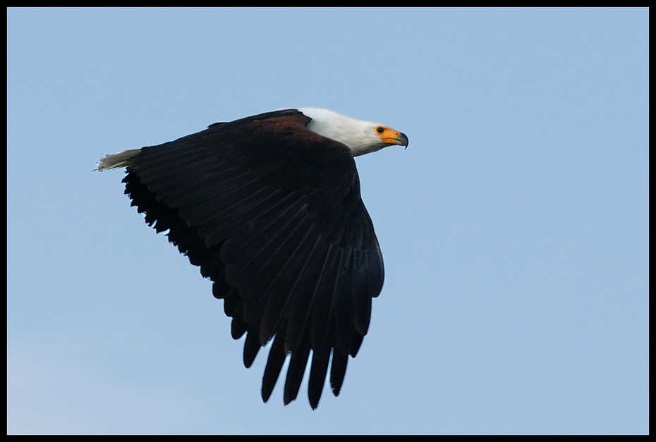  Bielik afrykański Ptaki bielik afrykanski ptaki Nikon D200 Sigma APO 500mm f/4.5 DG/HSM Kenia 0 ptak accipitriformes orzeł ptak drapieżny Bielik amerykański dziób fauna niebo pióro skrzydło