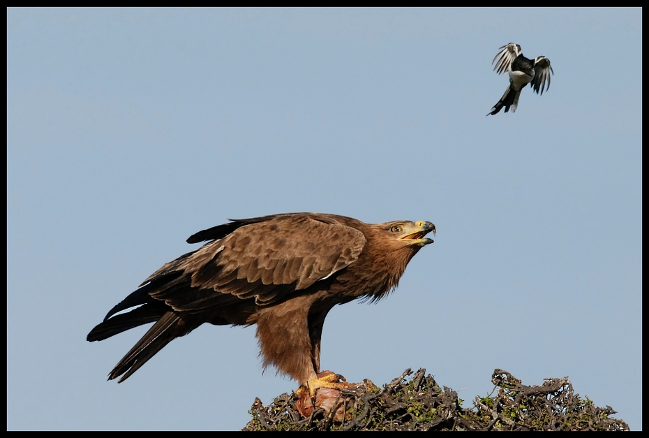  Orzeł sawannowy Ptaki orzel ptaki Nikon D200 Sigma APO 500mm f/4.5 DG/HSM Kenia 0 ptak orzeł ptak drapieżny accipitriformes fauna dziób ekosystem dzikiej przyrody Bielik amerykański sęp