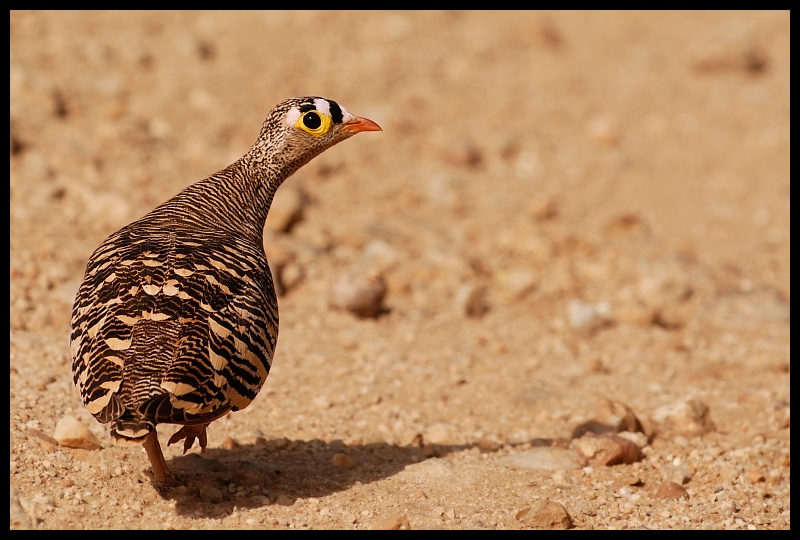  Stepówka prążkowana Ptaki ptaki Nikon D200 Sigma APO 500mm f/4.5 DG/HSM Kenia 0 fauna ekosystem galliformes ptak dziób zwierzę lądowe dzikiej przyrody organizm kuropatwa ecoregion