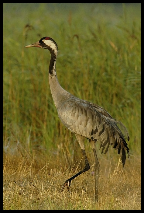  Żuraw wśród traw Ptaki żuraw ptaki Nikon D70 Sigma APO 100-300mm f/4 HSM Zwierzęta ekosystem ptak dźwig żuraw jak ptak fauna zwierzę lądowe dziób dzikiej przyrody łąka ecoregion