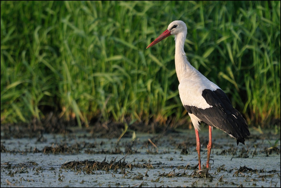  Bocian biały Ptaki Nikon D300 Sigma APO 500mm f/4.5 DG/HSM Zwierzęta ptak bocian bocian biały Ciconiiformes fauna dziób dzikiej przyrody bocian marabut shorebird bocian czarny