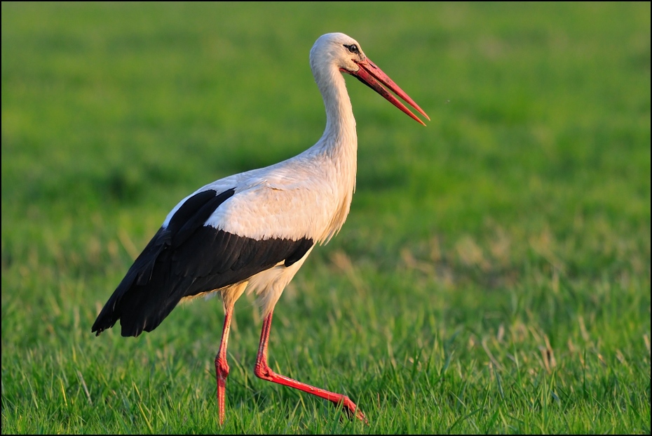  Bocian biały Ptaki Nikon D300 Sigma APO 500mm f/4.5 DG/HSM Zwierzęta ptak bocian bocian biały Ciconiiformes ekosystem dziób bocian czarny trawa dźwig bocian marabut