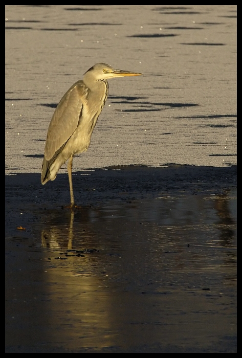  Czapla siwa Ptaki czapla ptaki Nikon D70 Sigma APO 100-300mm f/4 HSM Zwierzęta ptak fauna woda dziób dzikiej przyrody egret shorebird Wielka czapla pelecaniformes