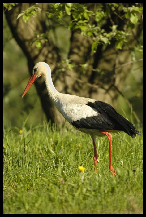  Bocian Ptaki bocian ptaki Nikon D70 Sigma APO 100-300mm f/4 HSM Zwierzęta ptak bocian biały ekosystem Ciconiiformes dziób rezerwat przyrody fauna bocian czarny trawa