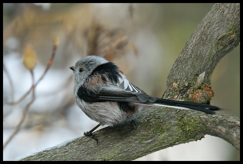  Raniuszek Ptaki raniuszek ptaki Nikon D200 Sigma APO 100-300mm f/4 HSM Zwierzęta ptak fauna dziób pióro flycatcher starego świata dzikiej przyrody chickadee zięba ptak przysiadujący gałąź