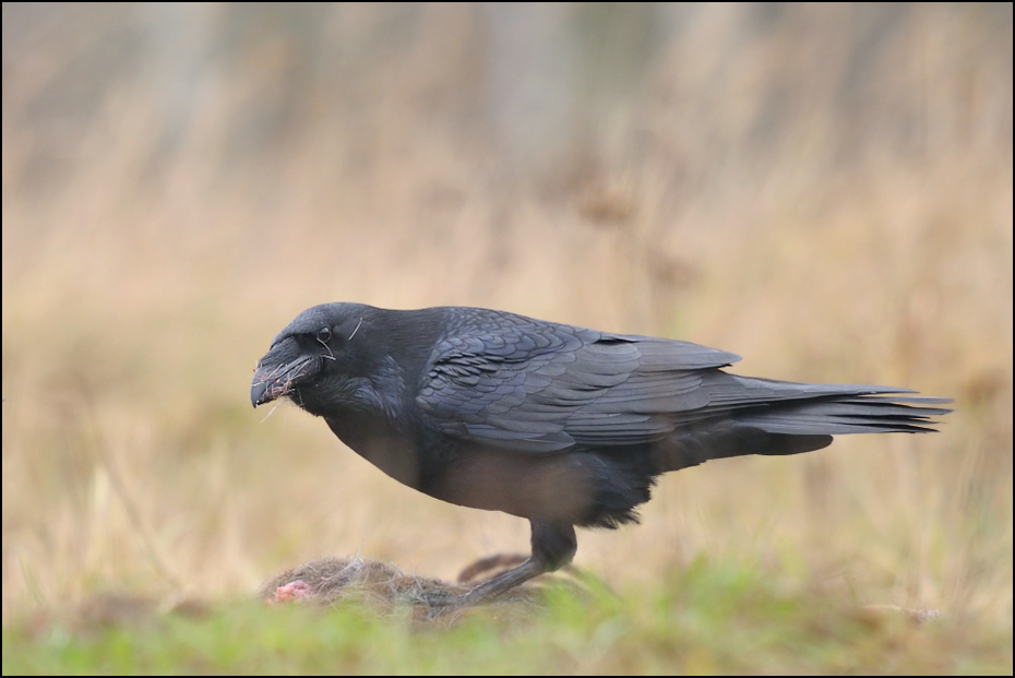  Kruk Ptaki Nikon D300 Sigma APO 500mm f/4.5 DG/HSM Zwierzęta ptak fauna wrona amerykańska wrona Wrona jak ptak dziób wieża kruk dzikiej przyrody pióro