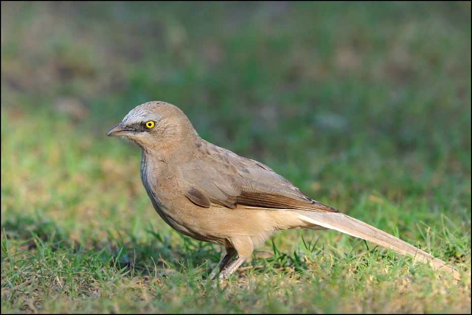  Tymal szary Ptaki Nikon D300 Sigma APO 500mm f/4.5 DG/HSM Indie 0 ptak fauna ekosystem dziób dzikiej przyrody trawa organizm ecoregion cuculiformes rodzina traw