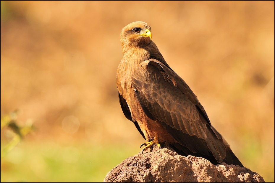  Kania egipska Ptaki Nikon D300 Sigma APO 500mm f/4.5 DG/HSM Etiopia 0 ptak ekosystem fauna ptak drapieżny dziób jastrząb sokół dzikiej przyrody myszołów orzeł