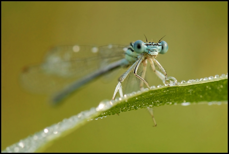  Ważka Ważki Nikon D200 AF-S Micro-Nikkor 105mm f/2.8G IF-ED Makro owad ważka damselfly ważki i muchy fotografia makro bezkręgowy ścieśniać fotografia organizm stawonogi