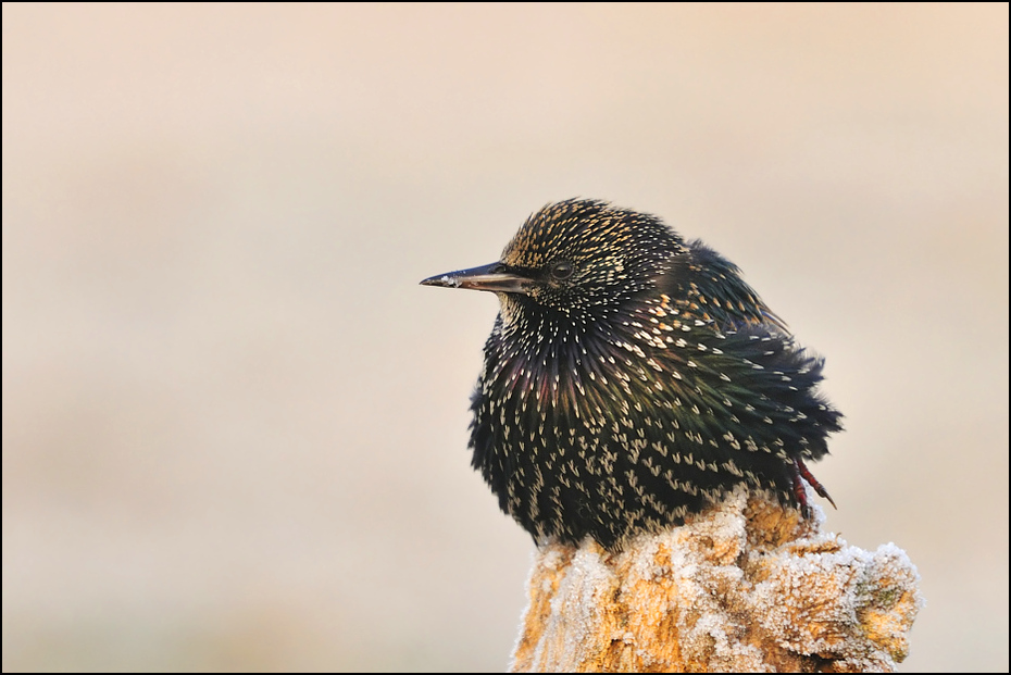  Szpak Ptaki Nikon D300 Sigma APO 500mm f/4.5 DG/HSM Zwierzęta ptak dziób fauna dzikiej przyrody ścieśniać pióro szpak