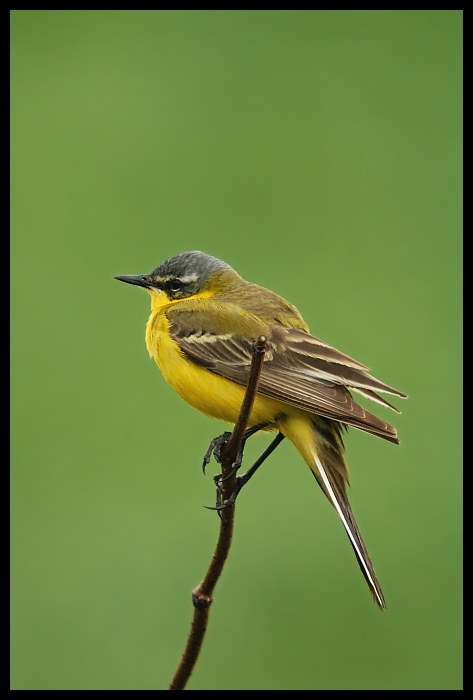  Pliszka żółta Ptaki pliszka ptaki Nikon D200 Sigma APO 50-500mm f/4-6.3 HSM Zwierzęta ptak fauna dziób dzikiej przyrody flycatcher starego świata skrzydło wilga na starym świecie coraciiformes organizm zięba