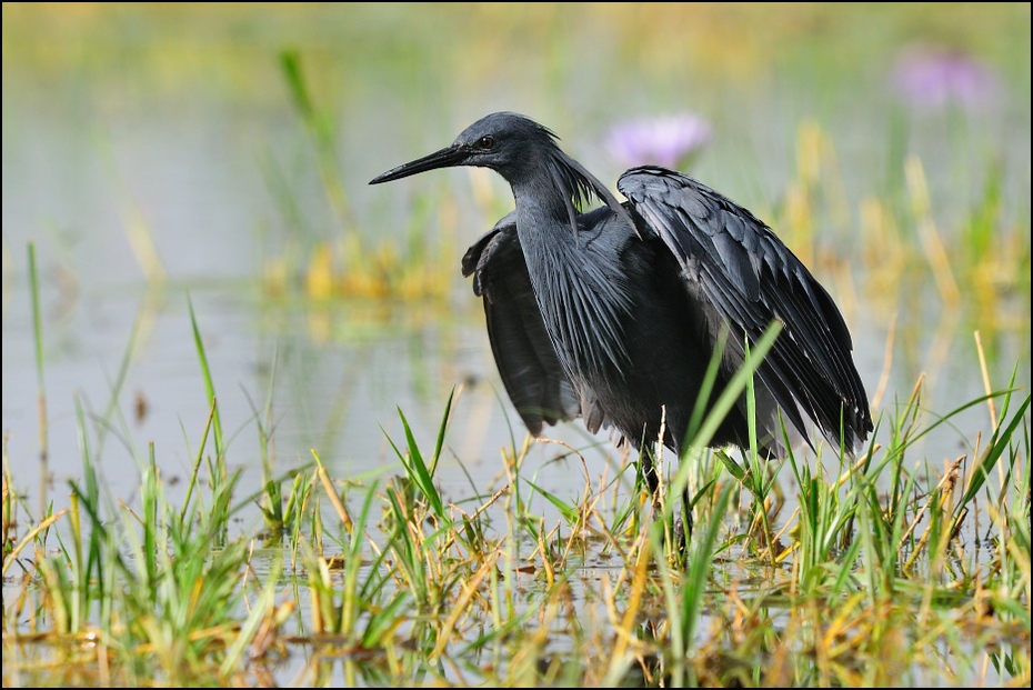  Czapla czarna Ptaki Nikon D300 Sigma APO 500mm f/4.5 DG/HSM Etiopia 0 ptak fauna dziób dzikiej przyrody ibis trawa mała niebieska czapla Ciconiiformes czapla