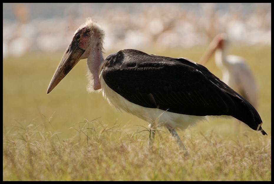  Marabut Ptaki dlawigad afrykanski ptaki Nikon D200 Sigma APO 500mm f/4.5 DG/HSM Kenia 0 ptak bocian bocian marabut fauna Ciconiiformes dziób dzikiej przyrody ecoregion ibis