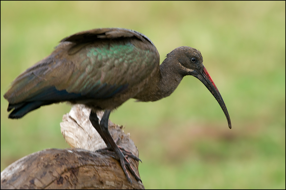  Ibis białowąsy Ptaki Nikon D300 Sigma APO 500mm f/4.5 DG/HSM Kenia 0 ptak ibis dziób fauna dzikiej przyrody organizm bocian Ciconiiformes pelecaniformes