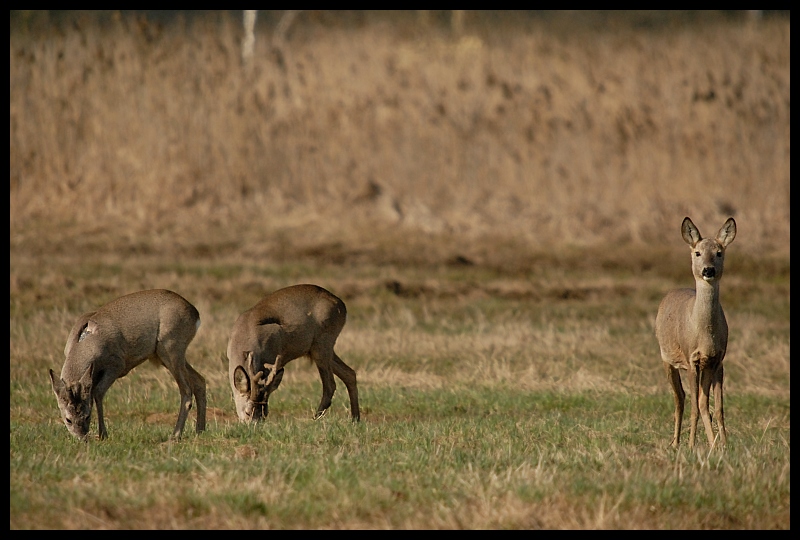  Sarny Inne sarny ssaki zwierzęta Nikon D200 Sigma APO 50-500mm f/4-6.3 HSM Zwierzęta dzikiej przyrody łąka ekosystem fauna jeleń zwierzę lądowe pustynia preria trawa sawanna