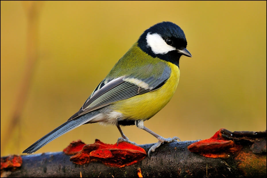  Bogatka #11 Ptaki Nikon D300 Sigma APO 500mm f/4.5 DG/HSM Zwierzęta ptak fauna dziób zięba chickadee dzikiej przyrody ptak przysiadujący pióro organizm Emberizidae