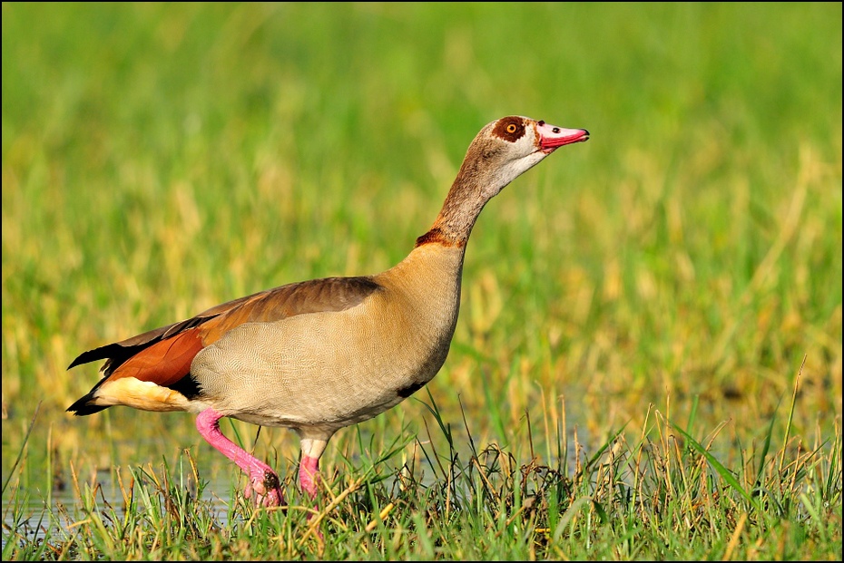  Gęś egipska Ptaki Nikon D300 Sigma APO 500mm f/4.5 DG/HSM Etiopia 0 ptak ekosystem fauna łąka dzikiej przyrody dziób gęś trawa wodny ptak kaczki gęsi i łabędzie