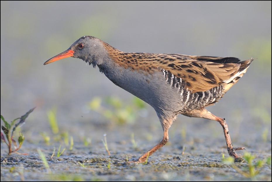  Wodnik Ptaki Nikon D300 Sigma APO 500mm f/4.5 DG/HSM Zwierzęta ptak brodziec redshank dziób ekosystem shorebird fauna dzikiej przyrody rallidae charadriiformes