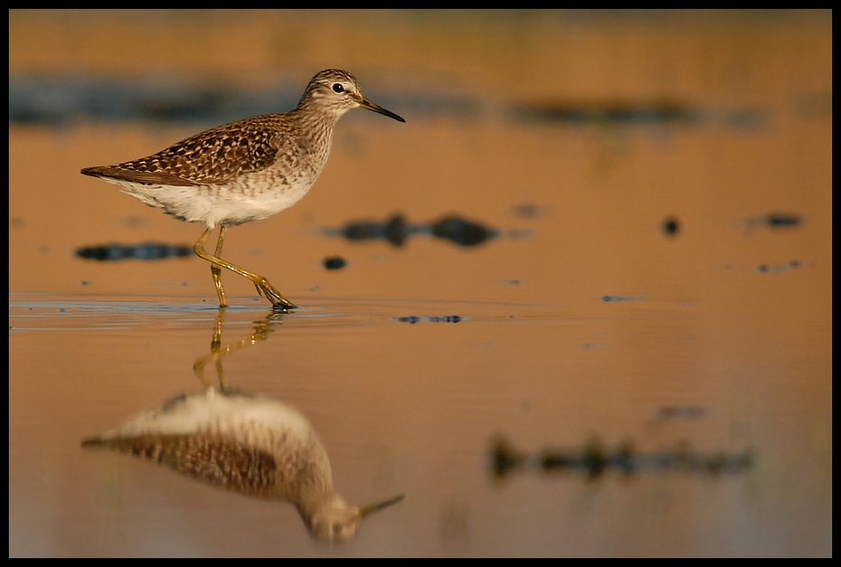  Łęczak Ptaki Nikon D200 Sigma APO 50-500mm f/4-6.3 HSM Zwierzęta ptak brodziec fauna shorebird dziób dzikiej przyrody Calidrid ranek charadriiformes redshank