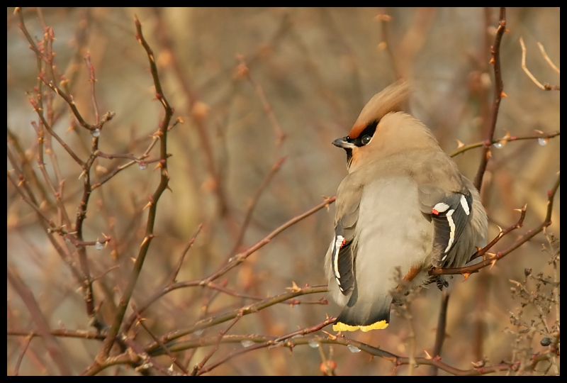  Jemiołuszka Moje jemiołuszka ptaki Nikon D200 Sigma APO 100-300mm f/4 HSM ptak fauna gałąź dziób ekosystem dzikiej przyrody drzewo Gałązka ranek zięba