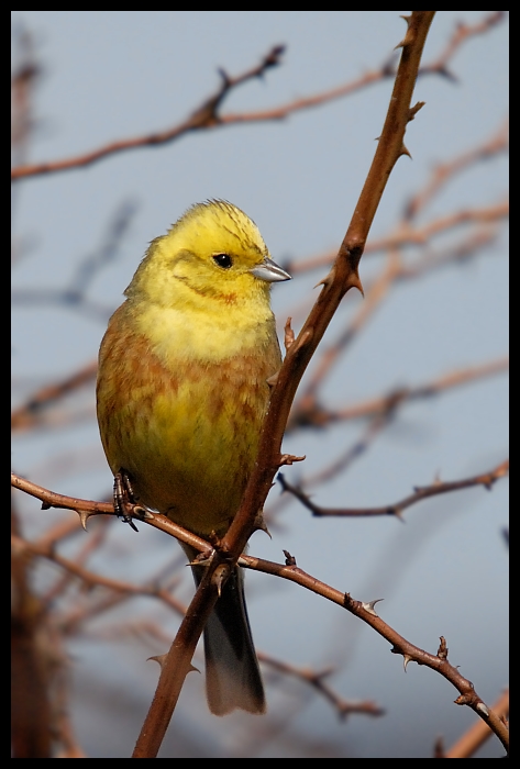  Trznadel Moje trznadel ptaki Nikon D200 Sigma APO 50-500mm f/4-6.3 HSM ptak dziób fauna gałąź zięba dzikiej przyrody Gałązka pióro ścieśniać flycatcher starego świata