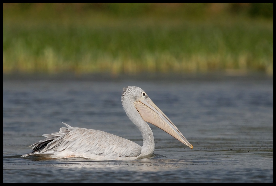  Pelikan Ptaki pelikan rózowy ptaki Nikon D200 Sigma APO 500mm f/4.5 DG/HSM Kenia 0 ptak dziób fauna ptak morski pelecaniformes dzikiej przyrody wodny ptak