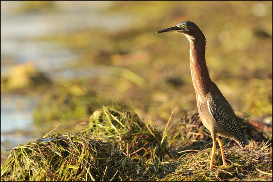  Czapla zielonawa Ptaki Nikon D300 Sigma APO 500mm f/4.5 DG/HSM USA, Floryda 0 ptak ekosystem fauna dziób dzikiej przyrody trawa czapla ecoregion żuraw jak ptak shorebird