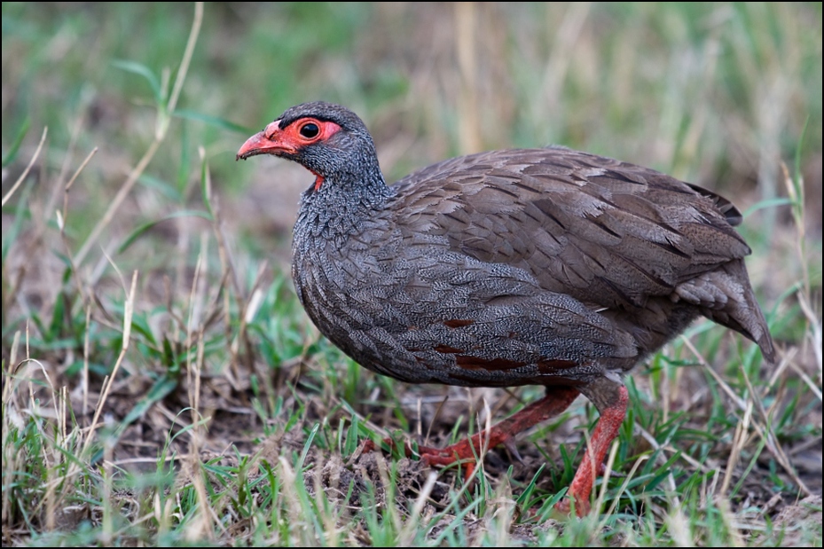  Frankolin czerwonogardły Ptaki Nikon D300 Sigma APO 500mm f/4.5 DG/HSM Kenia 0 ptak fauna galliformes dziób ptactwo rallidae zwierzę lądowe dzikiej przyrody organizm bażant