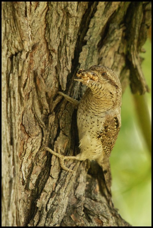  Krętogłów Ptaki Nikon D200 Sigma APO 50-500mm f/4-6.3 HSM Zwierzęta fauna dzikiej przyrody drzewo dziób bagażnik samochodowy zwierzę lądowe organizm drewno gałąź ptak