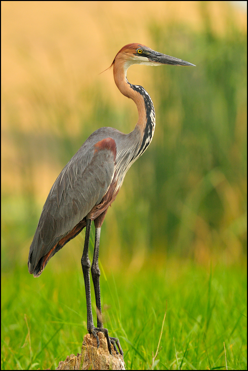  Czapla olbrzymia Ptaki Nikon D300 Sigma APO 500mm f/4.5 DG/HSM Etiopia 0 ptak ekosystem dziób fauna dzikiej przyrody czapla dźwig organizm pelecaniformes żuraw jak ptak