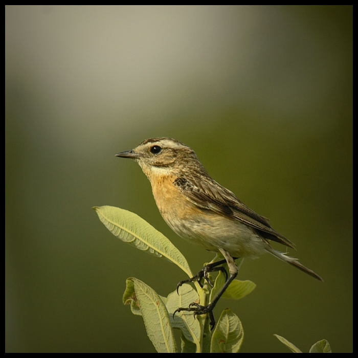  Pokląskwa Ptaki pokląskwa ptaki Nikon D70 Sigma APO 100-300mm f/4 HSM Zwierzęta ptak fauna dziób dzikiej przyrody flycatcher starego świata zięba strzyżyk skrzydło organizm ptak przysiadujący