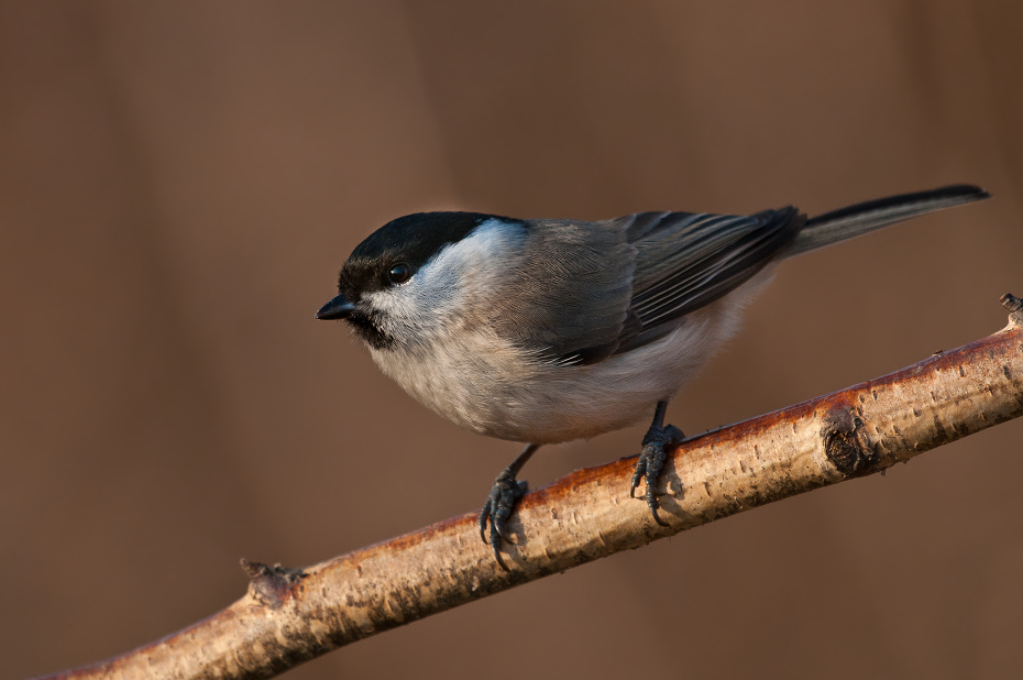  Czarnogłówka Ptaki karmnik Nikon D300 Sigma APO 500mm f/4.5 DG/HSM Zwierzęta ptak fauna dziób pióro dzikiej przyrody chickadee flycatcher starego świata zięba ptak przysiadujący Emberizidae