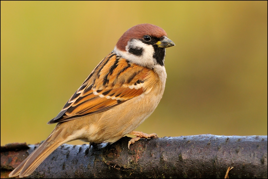  Mazurek Ptaki Nikon D300 Sigma APO 500mm f/4.5 DG/HSM Zwierzęta ptak wróbel Wróbel fauna dziób dzikiej przyrody ptak przysiadujący zięba organizm pióro