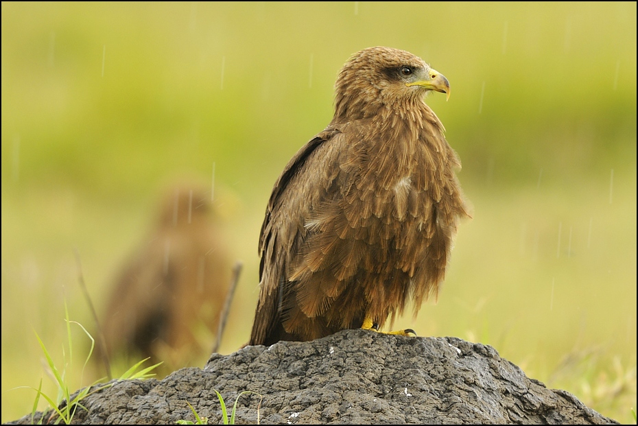  Kania czarna Ptaki Nikon D300 Sigma APO 500mm f/4.5 DG/HSM Tanzania 0 fauna ptak ekosystem ptak drapieżny dziób myszołów jastrząb dzikiej przyrody sokół orzeł