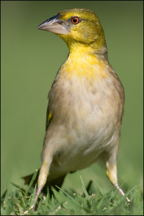  Wikłacz akacjowy Ptaki Nikon D300 Sigma APO 500mm f/4.5 DG/HSM Kenia 0 ptak dziób fauna zięba dzikiej przyrody ścieśniać wilga na starym świecie organizm skrzydło flycatcher starego świata