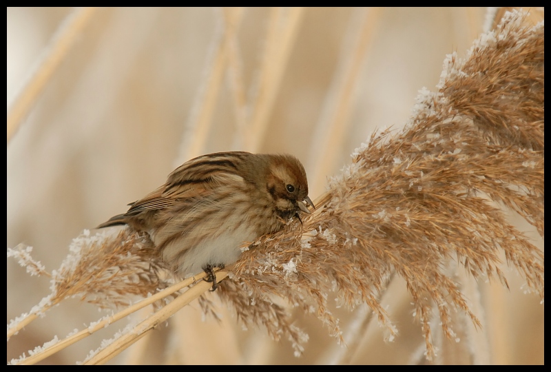  Potrzos Ptaki potrzos ptaki Nikon D200 Sigma APO 100-300mm f/4 HSM Zwierzęta fauna ptak pióro wróbel dziób dzikiej przyrody Wróbel ptak przysiadujący rodzina traw skrzydło