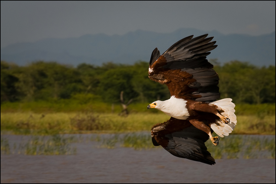  Bielik afrykański Ptaki Nikon D300 AF-S Nikkor 70-200mm f/2.8G Kenia 0 ptak orzeł ptak drapieżny fauna ekosystem dziób accipitriformes Bielik amerykański dzikiej przyrody niebo