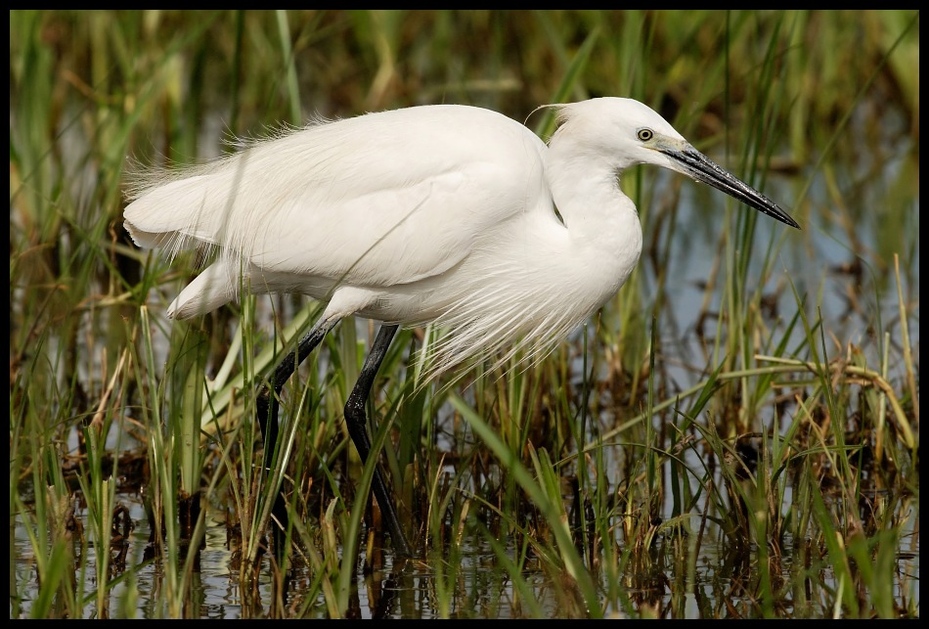  Czapla nadobna Ptaki ptaki Nikon D200 Sigma APO 500mm f/4.5 DG/HSM Kenia 0 ptak ekosystem dziób Wielka czapla fauna egret czapla dzikiej przyrody pelecaniformes bocian