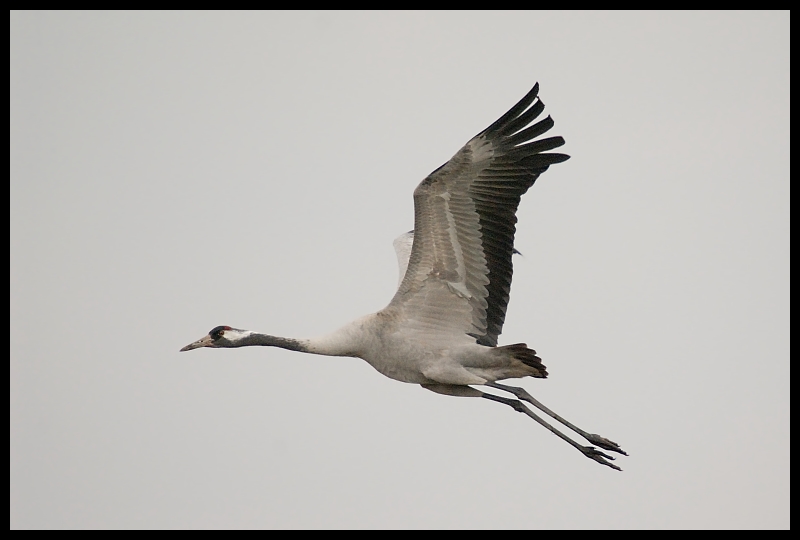  Żuraw Moje żuraw żurawie ptaki Nikon D200 Sigma APO 50-500mm f/4-6.3 HSM ptak fauna żuraw jak ptak dziób dźwig dzikiej przyrody skrzydło pióro Migracja ptaków wodny ptak