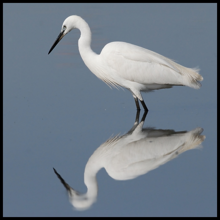  Czapla nadobna Ptaki ptaki Nikon D200 Sigma APO 500mm f/4.5 DG/HSM Kenia 0 ptak ibis dziób fauna Wielka czapla egret shorebird czapla pióro pelecaniformes