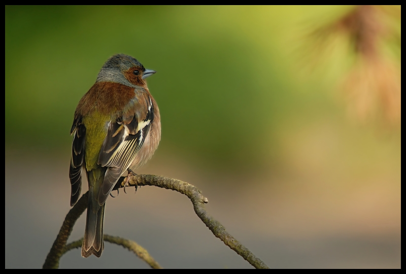  Zięba Ptaki zięba ptaki Nikon D200 Sigma APO 50-500mm f/4-6.3 HSM Zwierzęta ptak dziób fauna dzikiej przyrody ranek flycatcher starego świata ścieśniać pióro gałąź