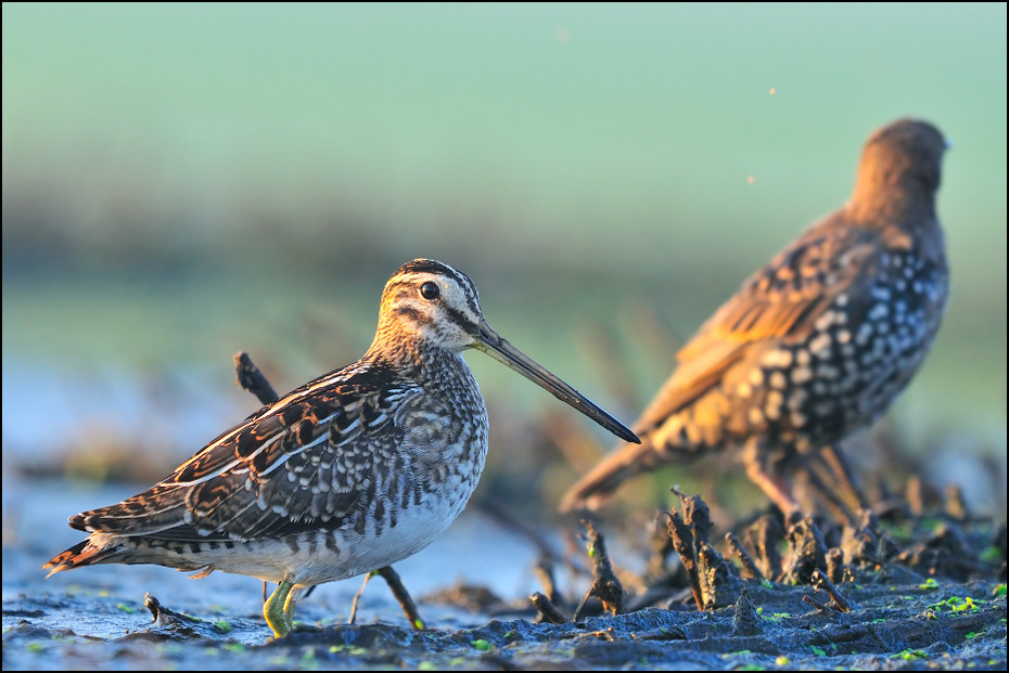  Bekas Kszyk Ptaki Nikon D300 Sigma APO 500mm f/4.5 DG/HSM Zwierzęta ptak ekosystem brodziec Calidrid shorebird dziób dzikiej przyrody fauna charadriiformes czerwony piaskownica