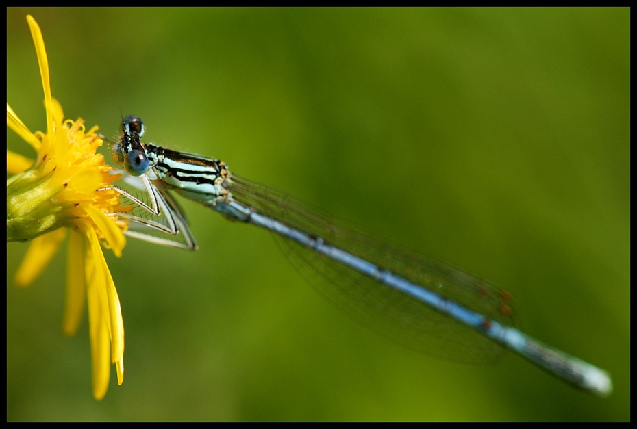  Ważka Ważki Nikon D200 AF-S Micro-Nikkor 105mm f/2.8G IF-ED Makro owad damselfly fotografia makro ważka ważki i muchy bezkręgowy ścieśniać flora organizm łodyga rośliny