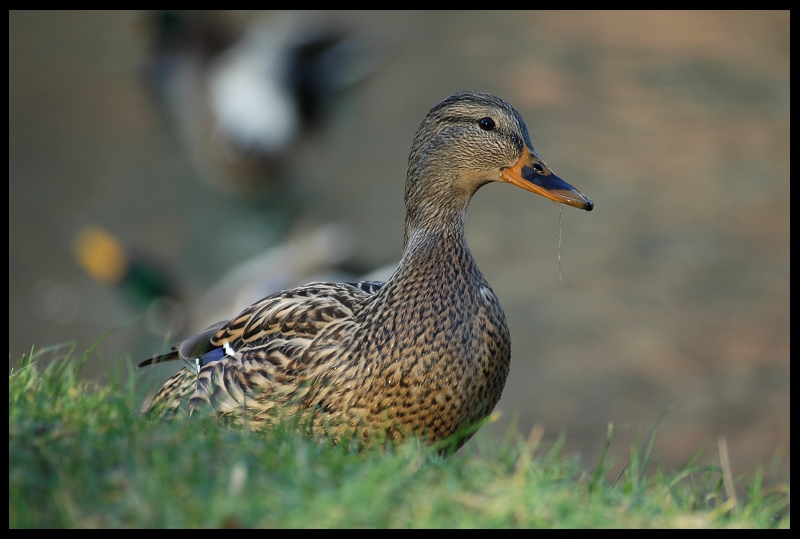  Krzyżówka Ptaki kaczka krzyżówka ptak Nikon D70 Sigma APO 70-300mm f/4-5.6 Macro Zwierzęta dziób wodny ptak kaczki gęsi i łabędzie fauna ptactwo wodne dzikiej przyrody organizm