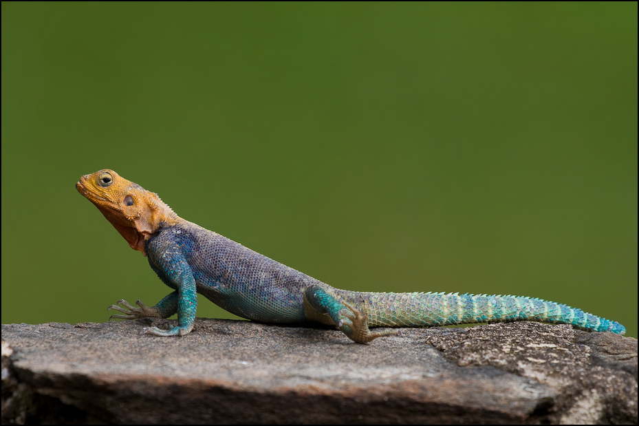  Jaszczurka Ptaki Nikon D300 Sigma APO 500mm f/4.5 DG/HSM Kenia 0 gad jaszczurka skalowany gad lacertidae fauna zwierzę lądowe agama dactyloidae agamidae organizm