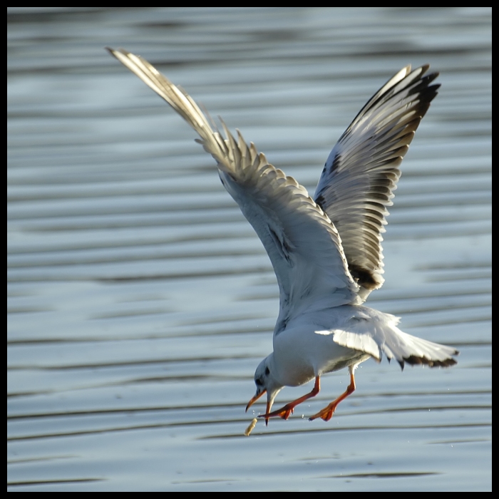  Strefa zrzutu Ptaki mewa ptak Nikon D200 wbudowany built-in Zwierzęta ptak morski fauna dziób frajer europejska mewa srebrzysta pióro shorebird charadriiformes skrzydło