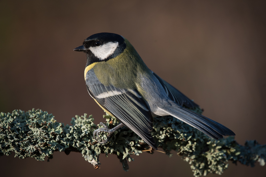  Bogatka Ptaki sikorka bogatka ptaki Nikon D7200 Sigma 150-600mm f/5-6.3 HSM Zwierzęta ptak fauna dziób dzikiej przyrody chickadee flycatcher starego świata ptak przysiadujący zięba Emberizidae skrzydło